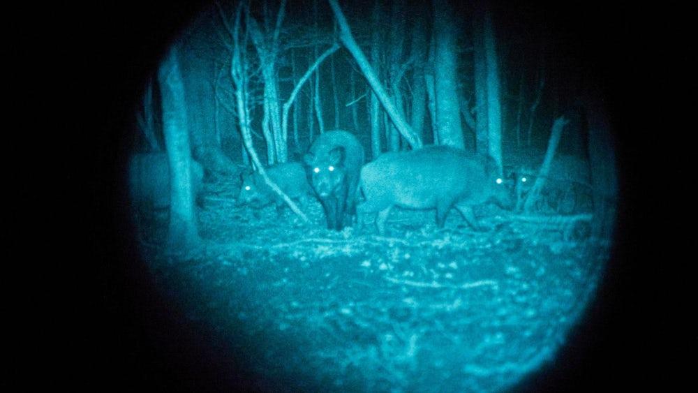 How to Choose the Best Night Vision Device for Hunting(pic1)